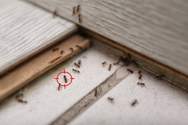 Trusted Mesa Del Caballo, AZ Pest Control Experts