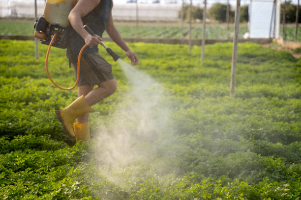 Pest Prevention Services in Mesa Del Caballo, AZ