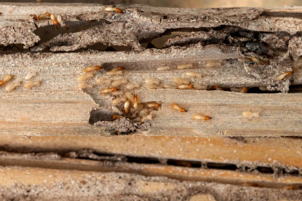 Best Termite Control Services  in Mesa Del Caballo, AZ